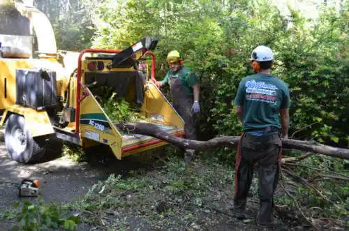 tree services Woodcrest